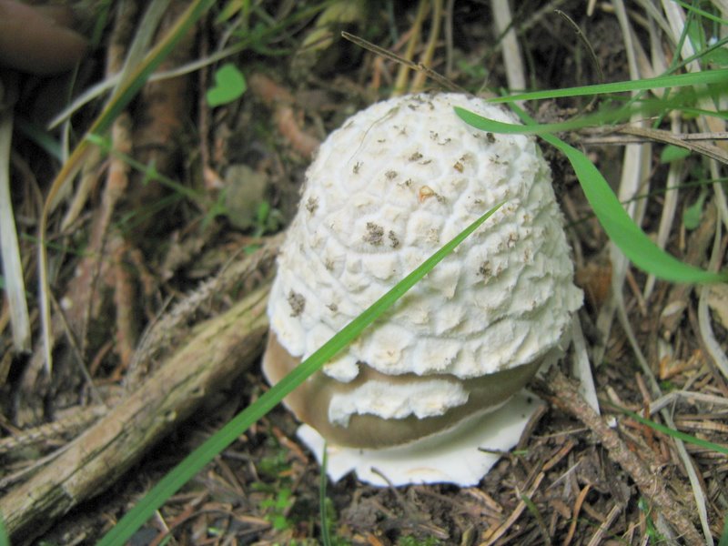 Funghi da Le Piastre